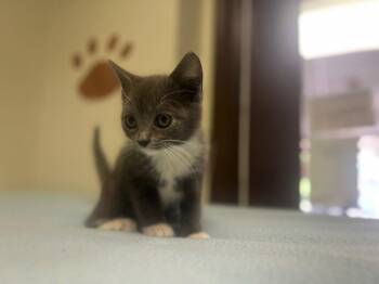 Homer -  Domestic Short Hair Cat for Adoption in Lovingston, Virginia - Homer | PetCurious