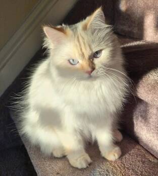 Lina -  Persian Cat for Adoption in Allentown, New Jersey - Lina | PetCurious