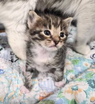 Domestic Short Hair Cats Available for Adoption in Waverly, Iowa - Mysti | PetCurious