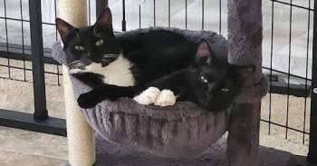 Domestic Short Hair Cats Available for Adoption in Greensburg, Pennsylvania - Sundae | PetCurious