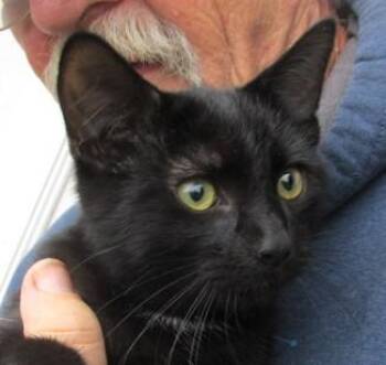 Rescue Bombay and Domestic Short Hair Cats for Adoption in Paris, Kentucky - Salsa | PetCurious