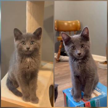 Captain and Casper (bonded brothers) -  Domestic Short Hair Cat for Adoption in Butler, Pennsylvania - Captain And Casper (bonded Brothers) | PetCurious