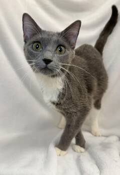 Dove -  Domestic Short Hair Cat for Adoption in Greensboro, North Carolina - Dove | PetCurious