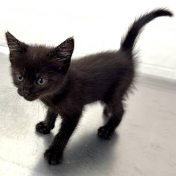 Heady -  Domestic Short Hair Cat for Adoption in Warrensburg, Missouri - Heady | PetCurious