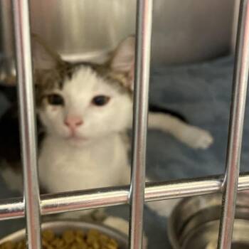 Donatello -  Domestic Short Hair Cat for Adoption in Brownsboro, Alabama - Donatello | PetCurious