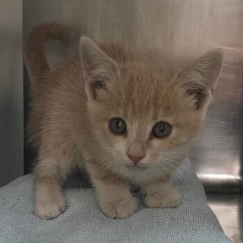 Bonnie -  Domestic Short Hair Cat for Adoption in Las Cruces, New Mexico - Bonnie | PetCurious