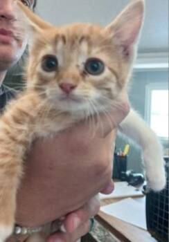 Tessa -  Domestic Short Hair Cat for Adoption in West Memphis, Arkansas - Tessa | PetCurious