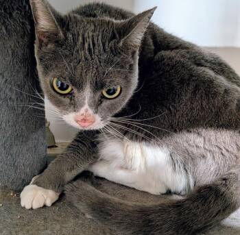 Domestic Short Hair Cats Available for Adoption in St. Augustine, Florida - LuLu | PetCurious