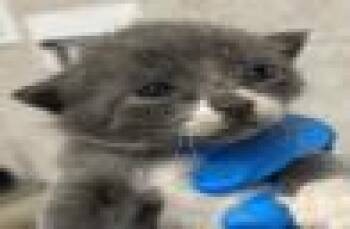 Rescue Domestic Short Hair Cats for Adoption in Largo, Florida - Winston | PetCurious