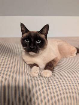 Siamese Cats Available for Adoption - Nessie | PetCurious