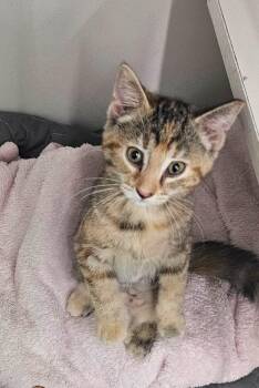 Jewel -  Tabby Cat for Adoption in New Albany, Ohio - Jewel | PetCurious