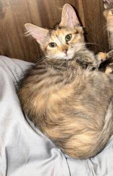 Peaches -  Domestic Short Hair Cat for Adoption in Ephrata, Washington - Peaches | PetCurious