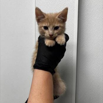 Cheeto -  Domestic Short Hair Cat for Adoption in Abilene, Texas - Cheeto | PetCurious