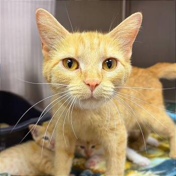 Kanga -  Domestic Short Hair Cat for Adoption in Hannibal, Missouri - Kanga | PetCurious