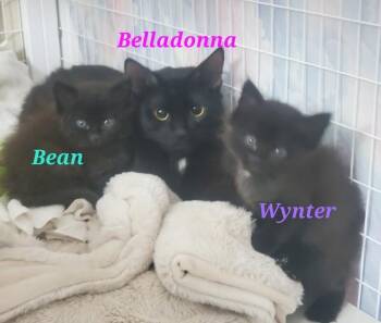 Bacon -  Domestic Short Hair Cat Available for Adoption in Diamond Springs, California - Bacon | PetCurious