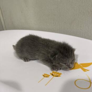 Mei -  Domestic Short Hair Cat for Adoption in Tampa, Florida - Mei | PetCurious
