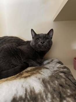 Domestic Short Hair Cats Available for Adoption in Burnaby, British Columbia - Slate | PetCurious