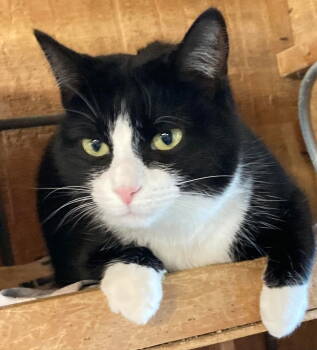 Rescue Domestic Short Hair Cats for Adoption in Coatesville, Pennsylvania - Violet | PetCurious