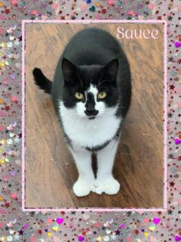 Rescue Domestic Short Hair Cats for Adoption in Howes Cave, New York - Sauce | PetCurious