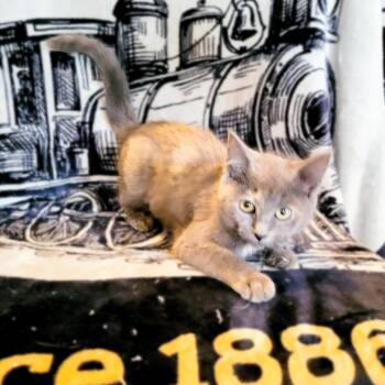 Latte -  Domestic Short Hair Cat for Adoption in Kittanning, Pennsylvania - Latte | PetCurious