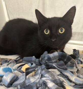 Betsy (ID 52089) -  Domestic Short Hair Cat for Adoption in Manassas, Virginia - Betsy (ID 52089) | PetCurious