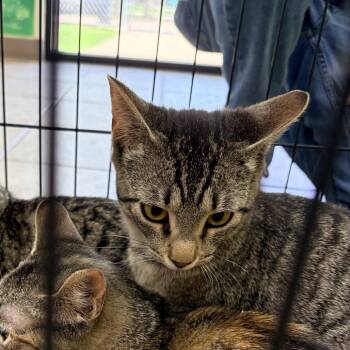 Domestic Short Hair Cats Available for Adoption - Astro | PetCurious