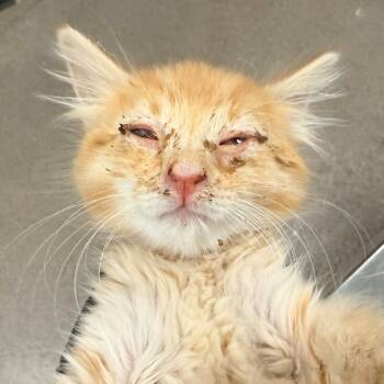 Domestic Long Hair Cats Available for Adoption in Las Cruces, New Mexico - Mojo | PetCurious