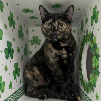Domestic Short Hair Cats Available for Adoption - Foxxy | PetCurious
