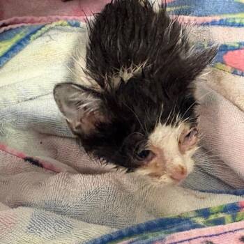 Sprite -  Domestic Short Hair Cat for Adoption in West Palm Beach, Florida - Sprite | PetCurious