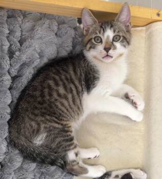 Domestic Short Hair Cats Available for Adoption - Alfie | PetCurious