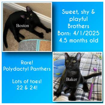 Rescue Domestic Short Hair Cats for Adoption in Oakley, California - Boston And Baker | PetCurious