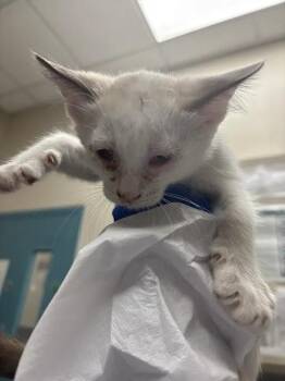 ZOOMY -  Domestic Short Hair Cat for Adoption in Las Vegas, Nevada - ZOOMY | PetCurious
