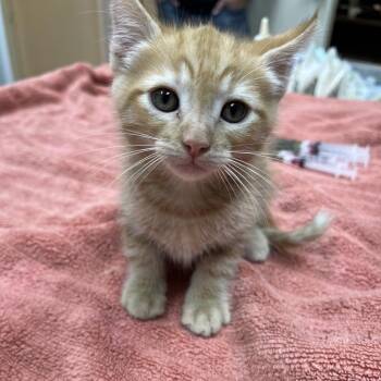 Butters -  American Shorthair Cat for Adoption in Buellton, California - Butters | PetCurious