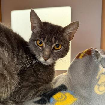 Mrs. Peacock -  Domestic Short Hair Cat for Adoption in Cody, Wyoming - Mrs. Peacock | PetCurious