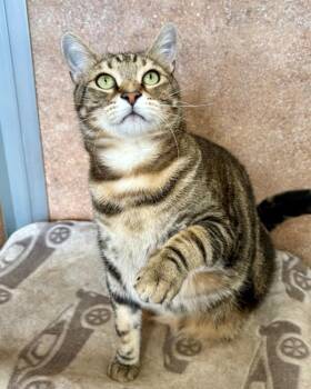Chuck -  Domestic Short Hair Cat for Adoption in Novato, California - Chuck | PetCurious