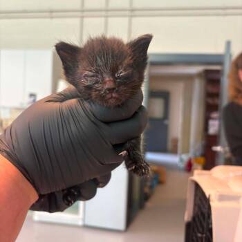 Mint Chip -  Domestic Short Hair Cat for Adoption in Huntington, West Virginia - Mint Chip | PetCurious