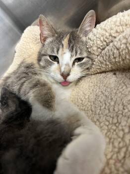 Domestic Short Hair Cats Available for Adoption in Gaithersburg, Maryland - Strudel | PetCurious