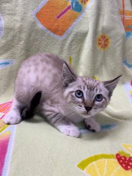 Pretzel -  Domestic Short Hair Cat for Adoption in Vacaville, California - Pretzel | PetCurious