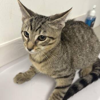 Crayons -  Domestic Short Hair Cat for Adoption in St. Louis, Missouri - Crayons | PetCurious