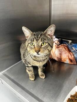 Domestic Short Hair Cats Available for Adoption in Hartsville, South Carolina - Gordo | PetCurious
