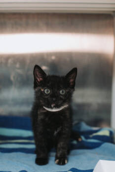 Rescue Domestic Short Hair Cats for Adoption in North Charleston, South Carolina - 89313a Splash | PetCurious