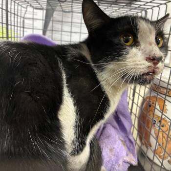 Bobert -  Domestic Short Hair Cat for Adoption in Pasadena, California - Bobert | PetCurious
