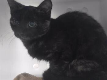 Domestic Medium Hair and Domestic Short Hair Cats Available for Adoption in Omaha, Nebraska - AMELIA | PetCurious