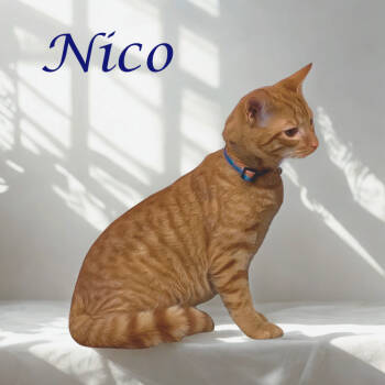 Rescue Domestic Short Hair Cats for Adoption in Lebanon, Tennessee - Nico C25-258 | PetCurious