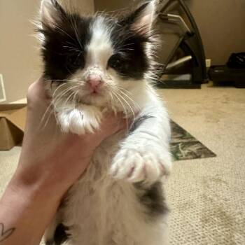 Godfrey -  Domestic Long Hair Cat for Adoption in Wichita, Kansas - Godfrey | PetCurious
