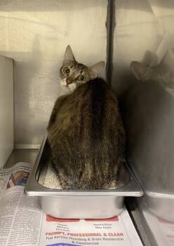 Domestic Short Hair Cats Available for Adoption in Modesto, California - A610768 | PetCurious