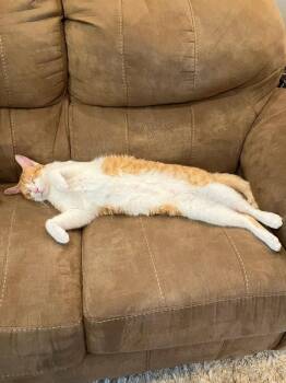 Peach -  Domestic Short Hair Cat for Adoption in St. Peters, Missouri - Peach | PetCurious
