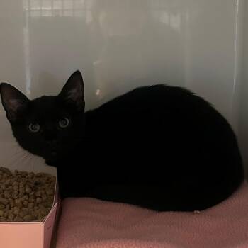 Domestic Short Hair Cats Available for Adoption - Etta James | PetCurious