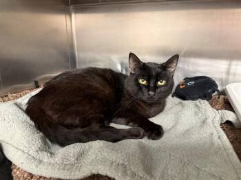 KEVIN -  Domestic Short Hair Cat for Adoption in Minneapolis, Minnesota - KEVIN | PetCurious