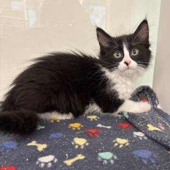 Gladys -  Domestic Medium Hair Cat Available for Adoption in Beaumont, Texas - Gladys | PetCurious